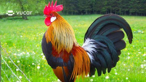 Nằm mơ thấy gà trống đánh đề con gì, ý nghĩa giấc mơ thấy gà trống